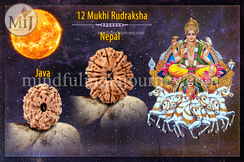 🔱 12 Mukhi Rudraksha