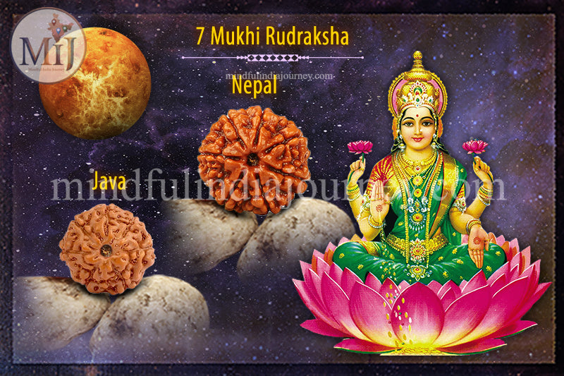 π± 7 Mukhi Rudraksha