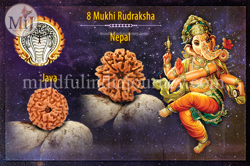 π± 8 Mukhi Rudraksha