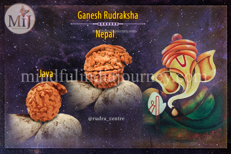 π± Garbh Gauri Rudraksha