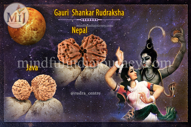 🔱 Gauri Shankar Rudraksha
