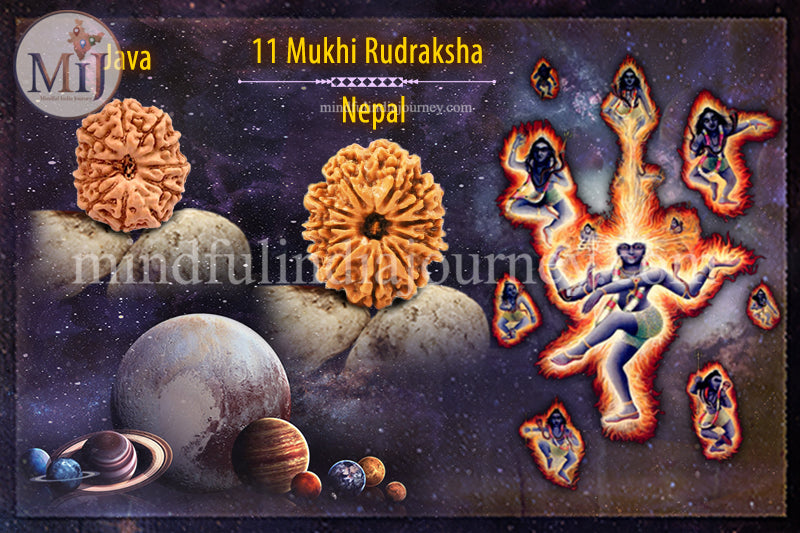 🔱 11 Mukhi Rudraksha