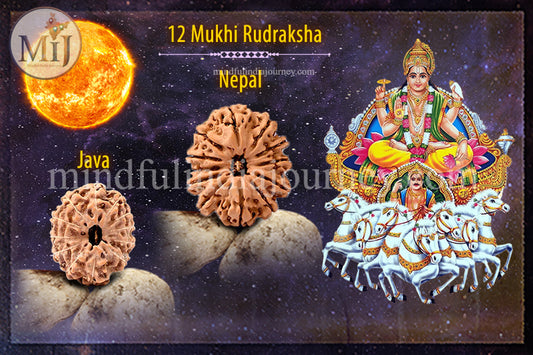 🔱 12 Mukhi Rudraksha