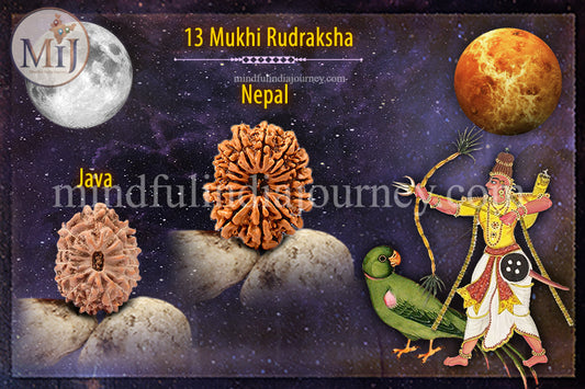 🔱 13 Mukhi Rudraksha