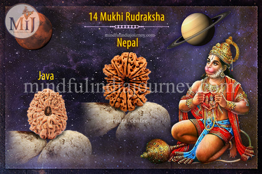 🔱 14 Mukhi Rudraksha