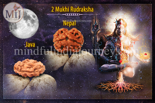 🔱 2 Mukhi Rudraksha