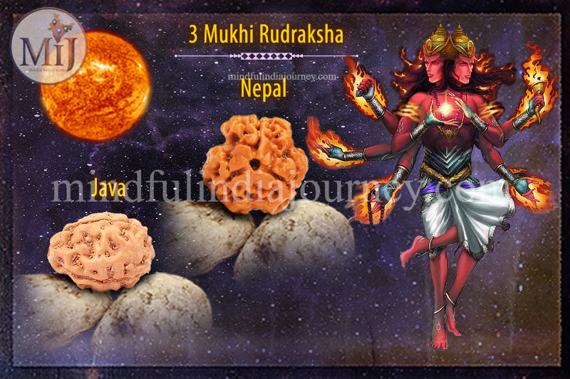 🔱 3 Mukhi Rudraksha