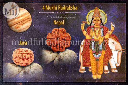 🔱 4 Mukhi Rudraksha
