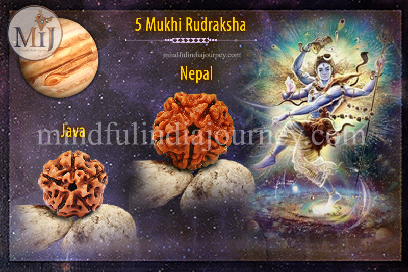 🔱 5 Mukhi Rudraksha