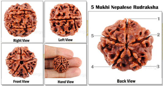 5 Mukhi Rudraksha