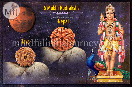 🔱 6 Mukhi Rudraksha