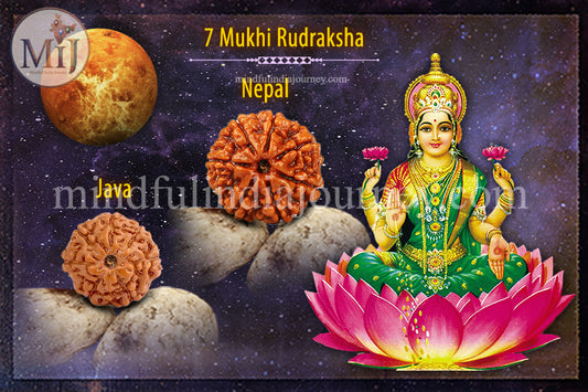 🔱 7 Mukhi Rudraksha