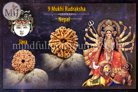 🔱 9 Mukhi Rudraksha