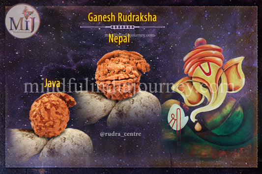 🔱 Garbh Gauri Rudraksha